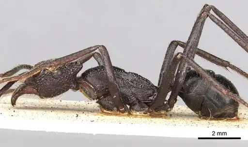 Rhytidoponera cerastes specimen CASENT0281817 image casent0281817_3