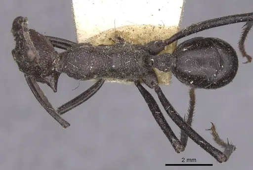 Rhytidoponera cerastes specimen CASENT0915133 image casent0915133_1