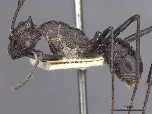 Rhytidoponera cerastes specimen CASENT0915133 image casent0915133_3