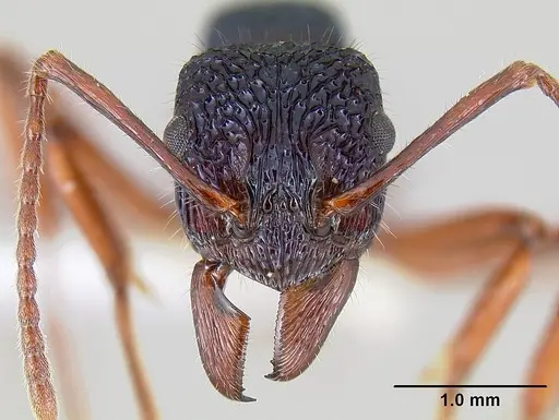 Rhytidoponera chalybaea specimen CASENT0106000 image casent0106000_2