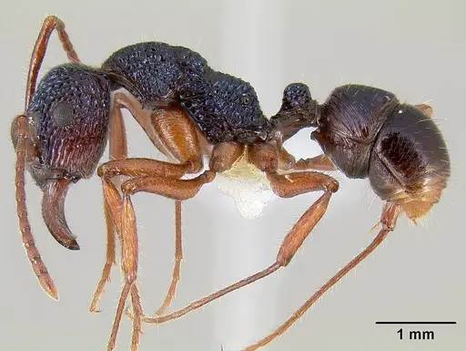 Rhytidoponera chalybaea specimen CASENT0106000 image casent0106000_3