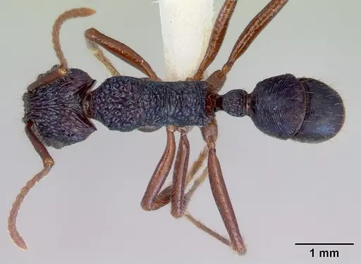 Rhytidoponera chalybaea specimen CASENT0172343 image casent0172343_1
