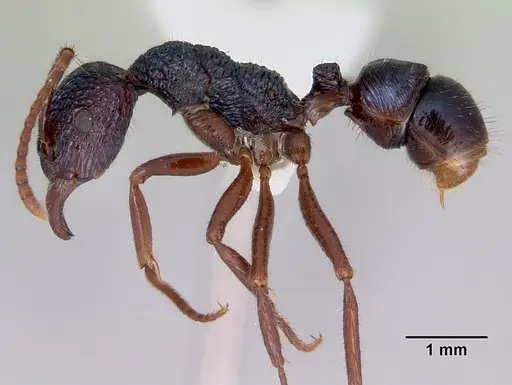 Rhytidoponera chalybaea specimen CASENT0172343 image casent0172343_3
