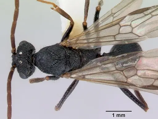 Rhytidoponera chalybaea specimen CASENT0172344 image casent0172344_1