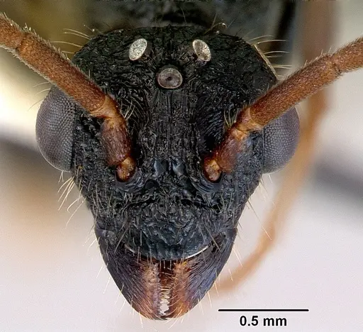 Rhytidoponera chalybaea specimen CASENT0172344 image casent0172344_2