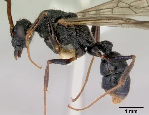 Rhytidoponera chalybaea specimen CASENT0172344 image casent0172344_3