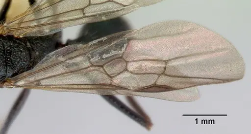 Rhytidoponera chalybaea specimen CASENT0172344 image casent0172344_4