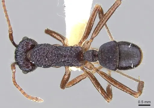 Rhytidoponera chalybaea specimen CASENT0281236 image casent0281236_1
