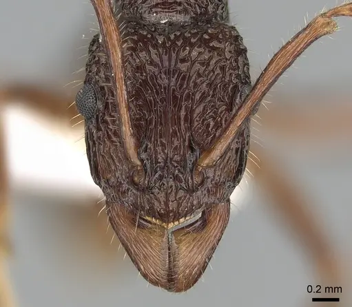 Rhytidoponera chalybaea specimen CASENT0281237 image casent0281237_2