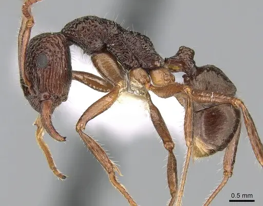 Rhytidoponera chalybaea specimen CASENT0281237 image casent0281237_3
