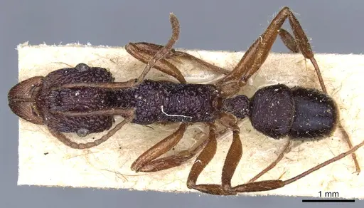 Rhytidoponera chalybaea specimen CASENT0903822 image casent0903822_1