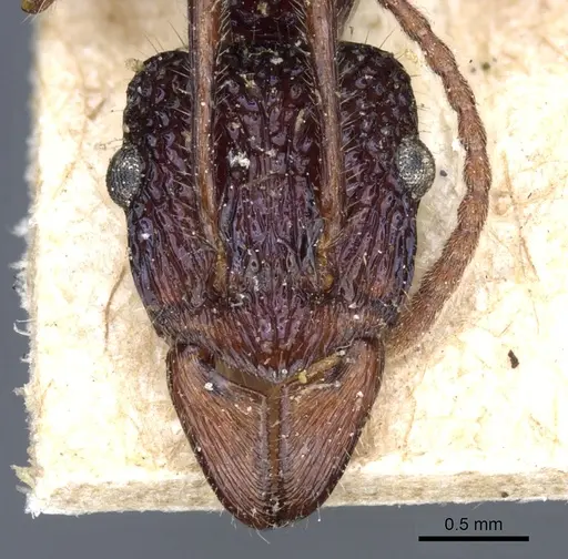 Rhytidoponera chalybaea specimen CASENT0903822 image casent0903822_2