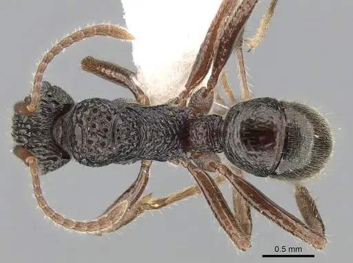 Rhytidoponera chnoopyx specimen CASENT0281249 image casent0281249_1