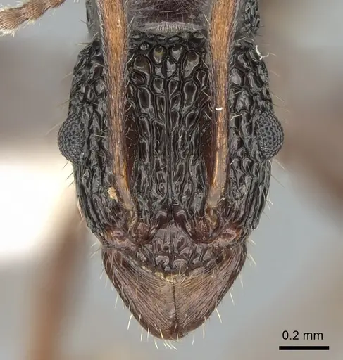 Rhytidoponera chnoopyx specimen CASENT0281249 image casent0281249_2