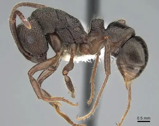 Rhytidoponera clarki specimen CASENT0281262 image casent0281262_3
