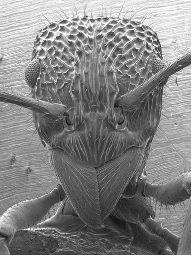 Rhytidoponera confusa specimen ANTWEB1008587 image antweb1008587_1