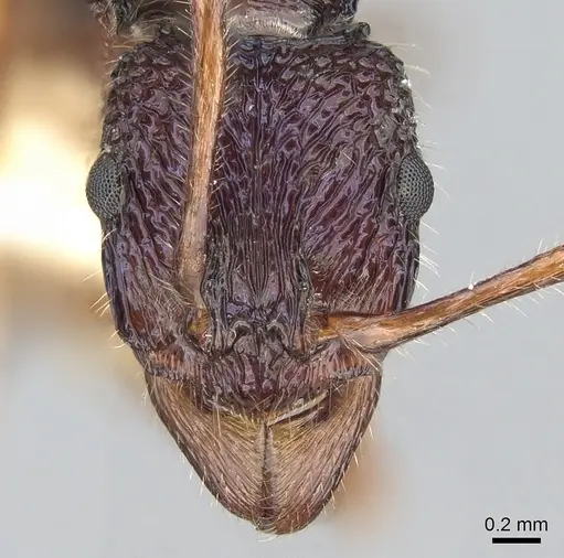 Rhytidoponera confusa specimen CASENT0281235 image casent0281235_2