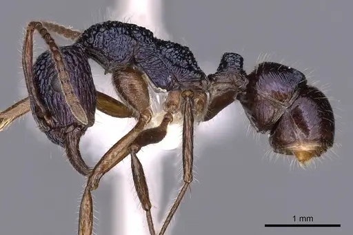 Rhytidoponera confusa specimen CASENT0900530 image casent0900530_3