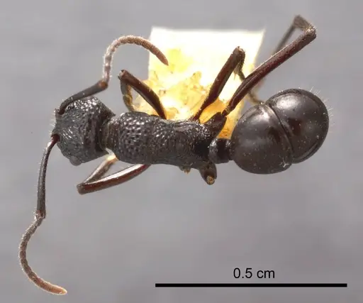 Rhytidoponera convexa specimen ANTWEB1008312 image antweb1008312_1