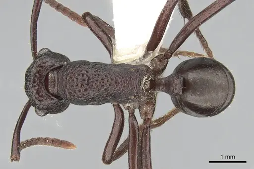 Rhytidoponera convexa specimen CASENT0281289 image casent0281289_1
