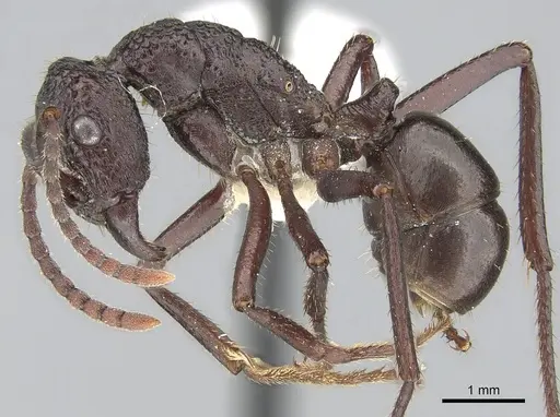 Rhytidoponera convexa specimen CASENT0281289 image casent0281289_3
