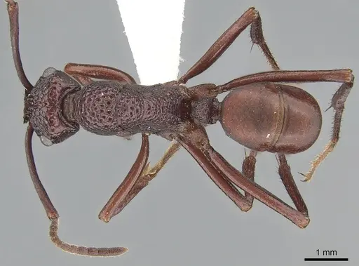 Rhytidoponera convexa specimen CASENT0281290 image casent0281290_1
