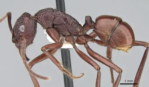 Rhytidoponera convexa specimen CASENT0281290 image casent0281290_3