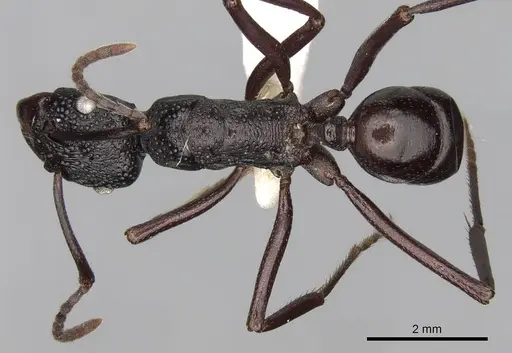 Rhytidoponera convexa specimen CASENT0281821 image casent0281821_1