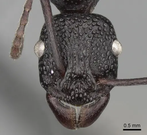 Rhytidoponera convexa specimen CASENT0281821 image casent0281821_2
