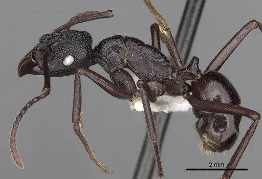 Rhytidoponera convexa specimen CASENT0281821 image casent0281821_3
