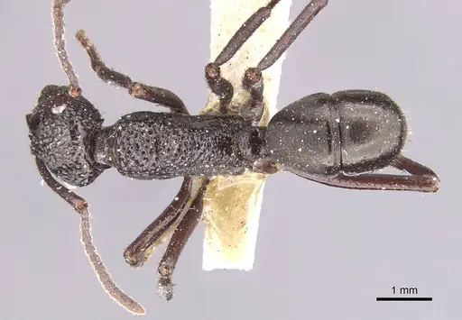 Rhytidoponera convexa specimen CASENT0915134 image casent0915134_1