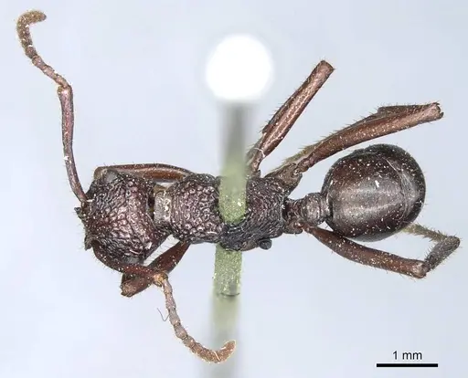Rhytidoponera convexa specimen CASENT0915922 image casent0915922_1
