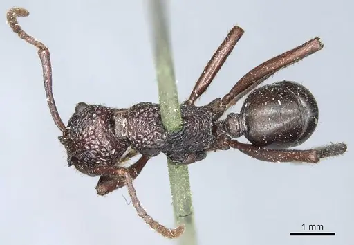 Rhytidoponera convexa specimen CASENT0915922 image casent0915922_2