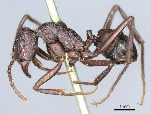 Rhytidoponera convexa specimen CASENT0915922 image casent0915922_4