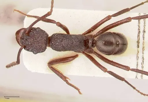 Rhytidoponera convexa specimen FOCOL0883 image focol0883_1