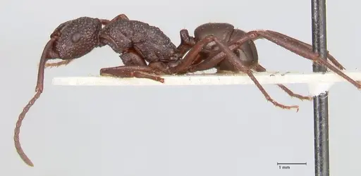 Rhytidoponera convexa specimen FOCOL0883 image focol0883_3
