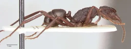 Rhytidoponera convexa specimen FOCOL0883 image focol0883_4