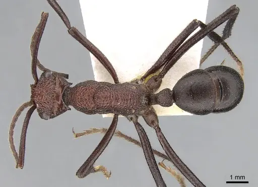 Rhytidoponera cornuta specimen CASENT0281278 image casent0281278_1