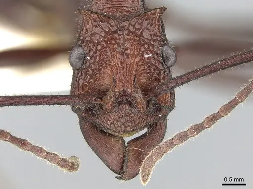 Rhytidoponera cornuta specimen CASENT0281278 image casent0281278_2