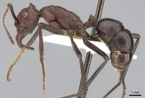 Rhytidoponera cornuta specimen CASENT0281278 image casent0281278_3