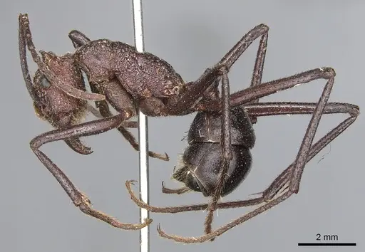 Rhytidoponera cornuta specimen CASENT0903812 image casent0903812_3