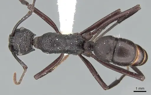 Rhytidoponera cristata specimen CASENT0281304 image casent0281304_1