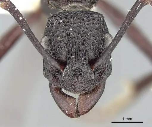 Rhytidoponera cristata specimen CASENT0281304 image casent0281304_2