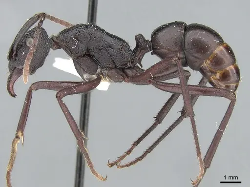 Rhytidoponera cristata specimen CASENT0281304 image casent0281304_3