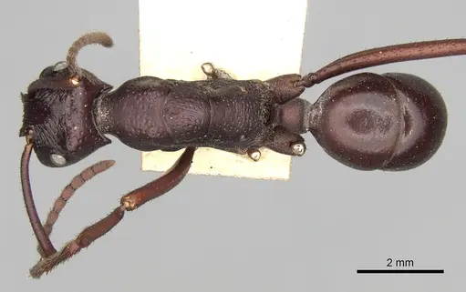 Rhytidoponera cristata specimen CASENT0281826 image casent0281826_1