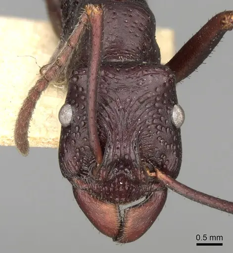 Rhytidoponera cristata specimen CASENT0281826 image casent0281826_2