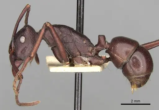 Rhytidoponera cristata specimen CASENT0281826 image casent0281826_3