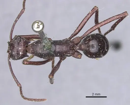 Rhytidoponera cristata specimen CASENT0907143 image casent0907143_1