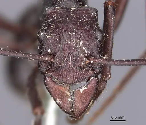 Rhytidoponera cristata specimen CASENT0907143 image casent0907143_2