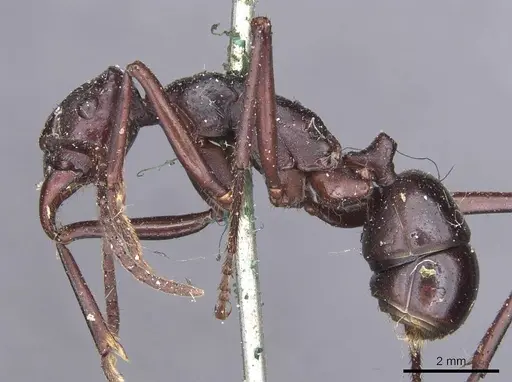 Rhytidoponera cristata specimen CASENT0907143 image casent0907143_3